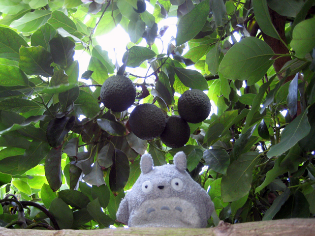 avocados!