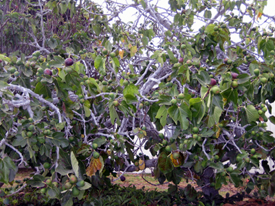 figs