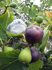 more figs