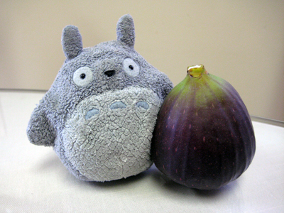 my friend the fig