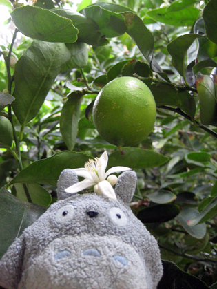 limes