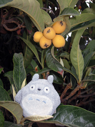 loquat