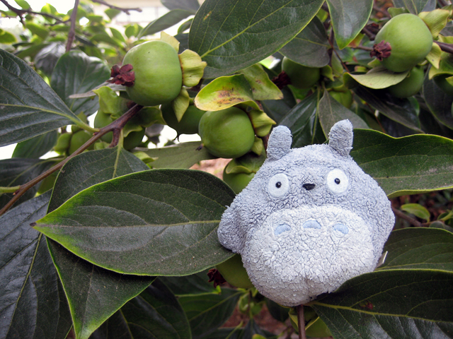 (unripe) persimmons