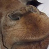 it's a giraffe
