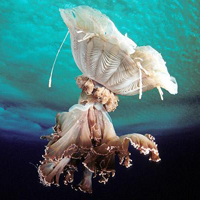 A medusa or jelly Desmonema glaciale. It lives near the surface and the bell can reach over one meter in diameter.