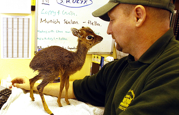 new born antelope