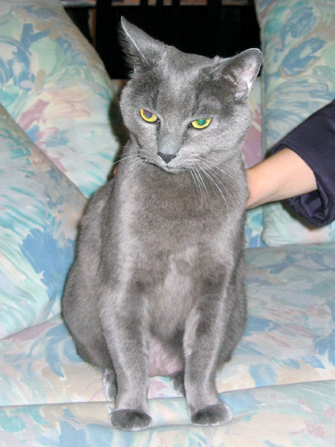 the purrrfect kitty