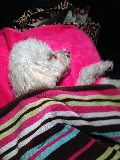 dog tired of doggin' it